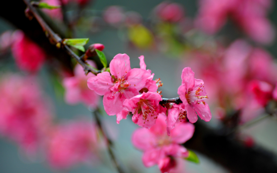 桃花唯美古诗大全（十二首桃花的诗词）