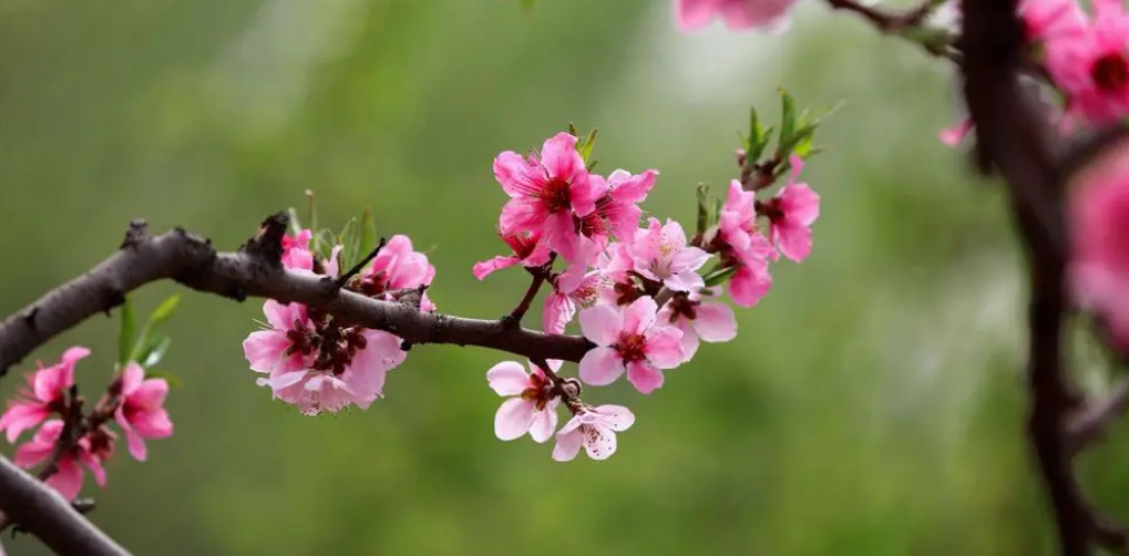 桃花唯美古诗大全（十二首桃花的诗词）