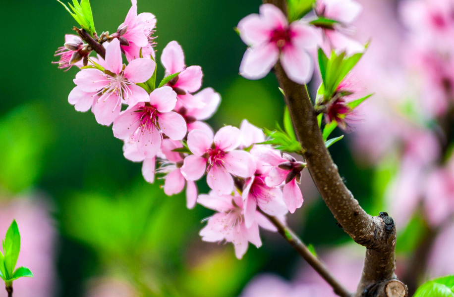 桃花唯美古诗大全（十二首桃花的诗词）