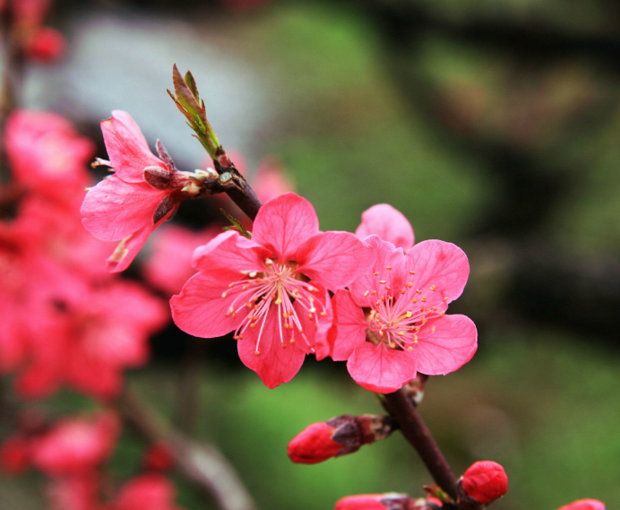 桃花唯美古诗大全（十二首桃花的诗词）