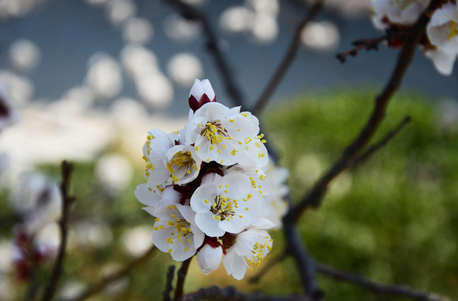 杏花唯美古诗大全（十首杏花的诗词）