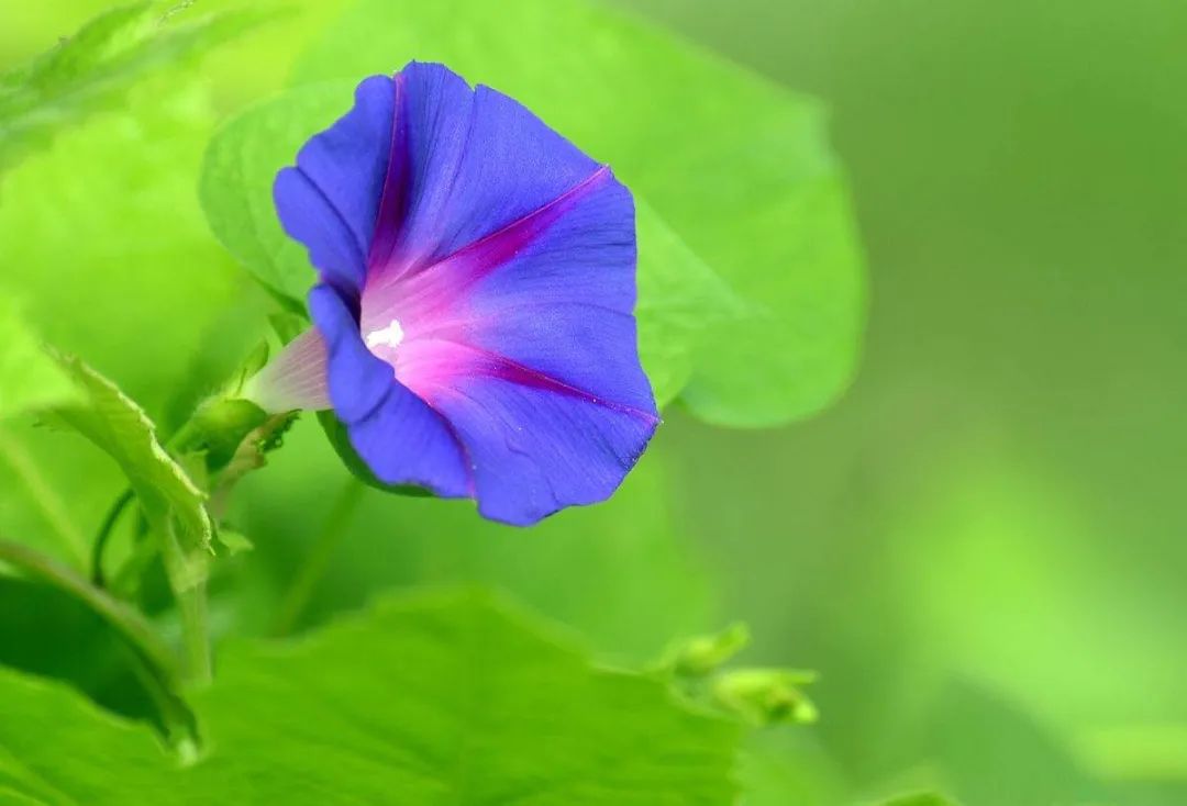 牵牛花经典诗词绝句（十二首牵牛花的诗词）