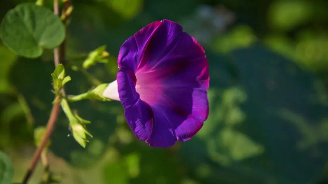 牵牛花经典诗词绝句（十二首牵牛花的诗词）