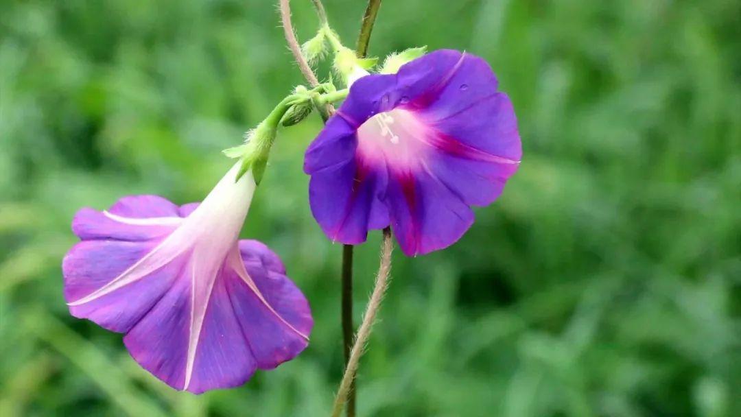 牵牛花经典诗词绝句（十二首牵牛花的诗词）