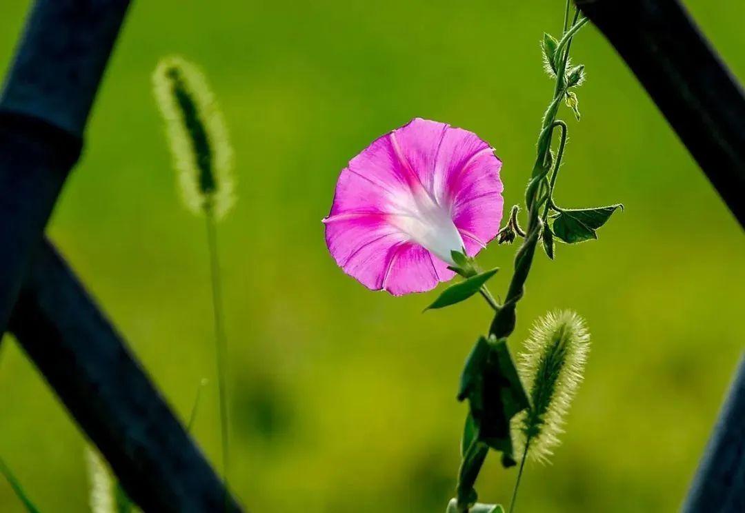 牵牛花经典诗词绝句（十二首牵牛花的诗词）