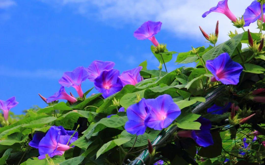 牵牛花经典诗词绝句（十二首牵牛花的诗词）