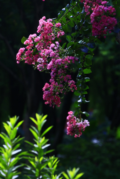 夏景经典诗词有哪些（十二首有关夏景的诗词）