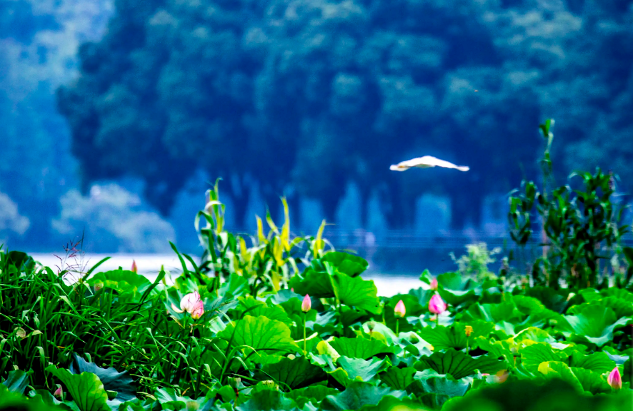 夏景经典诗词有哪些（十二首有关夏景的诗词）