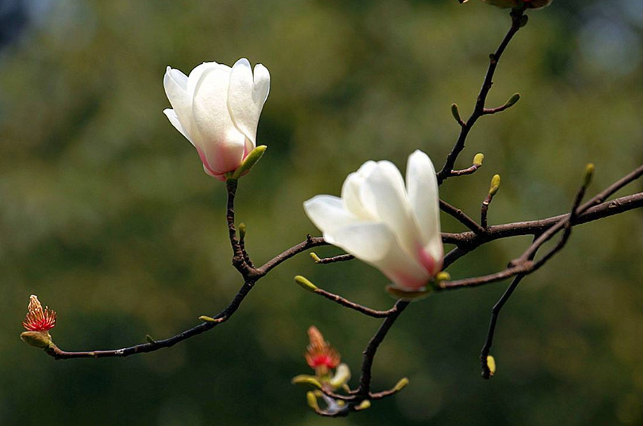 玉兰花唯美古诗大全（十二首玉兰花的优美诗词）