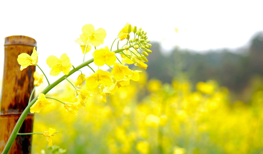 菜花唯美古诗大全（十首有关菜花的诗词）