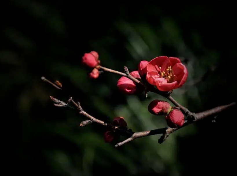 春日唯美古诗有哪些（十二首春日诗词经典）