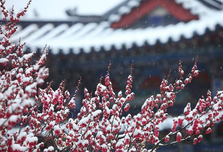 梅花唯美古诗大全（十二首踏雪寻梅的诗词）