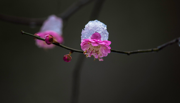 描写梅花的诗句古诗（十首寻梅的诗词）