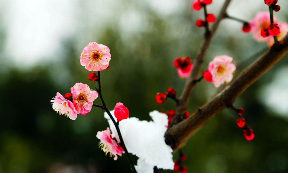 红梅花儿开，朵朵放光彩（十首红梅的诗词）