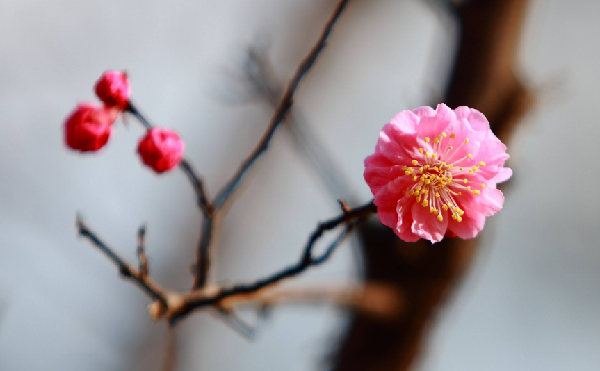 梅花优美古诗有哪些（十首梅花唯美诗词）