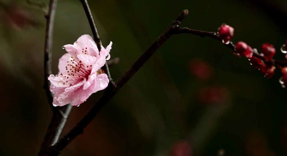 梅花优美古诗有哪些（十首梅花唯美诗词）