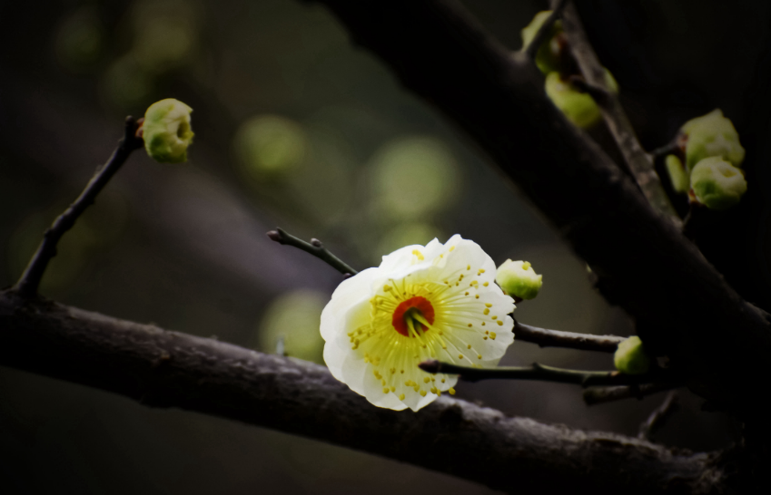 梅花优美古诗有哪些（十首梅花唯美诗词）