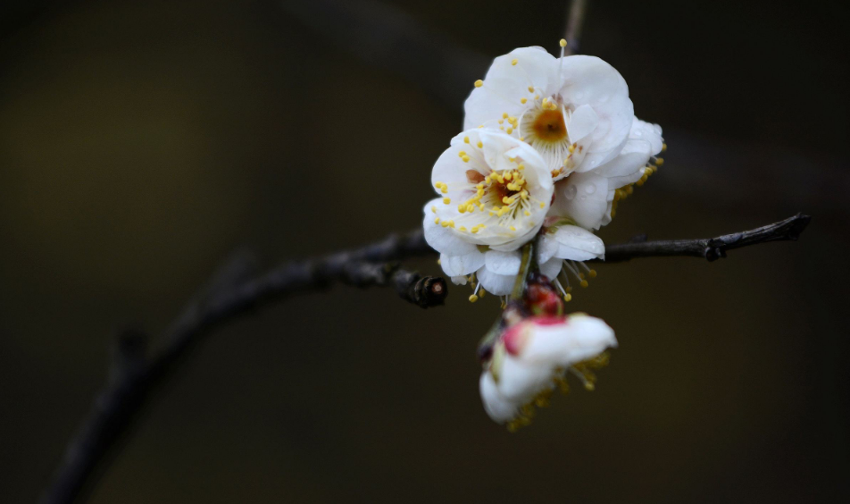 梅花优美古诗有哪些（十首梅花唯美诗词）