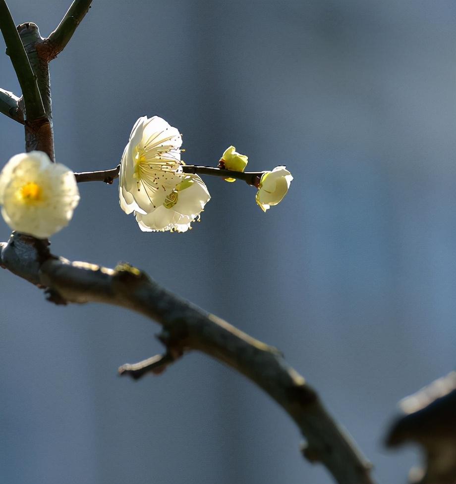 梅花优美古诗有哪些（十首梅花唯美诗词）