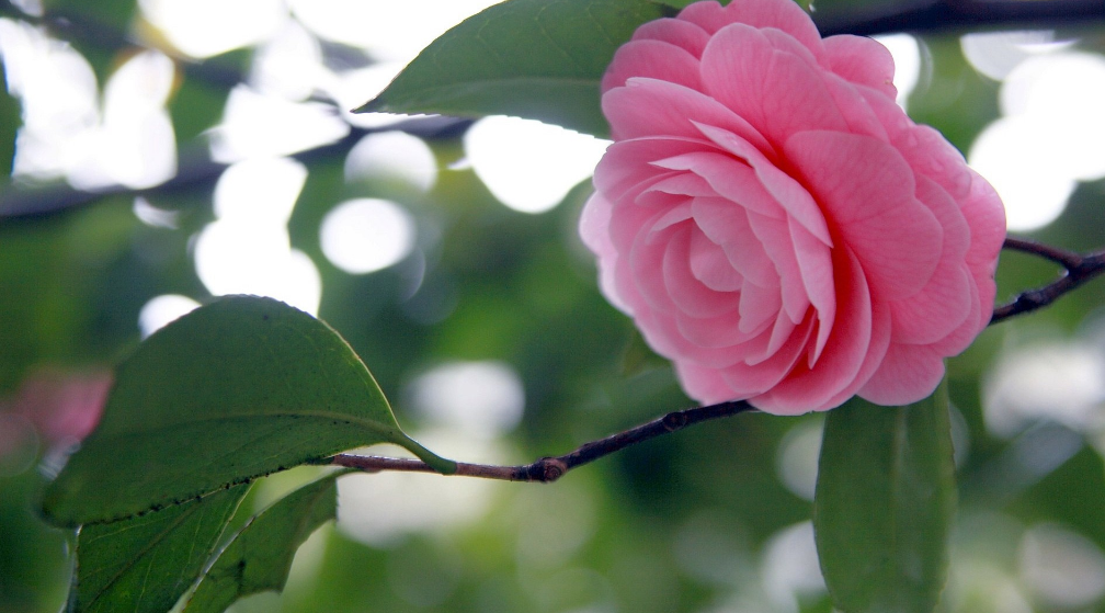 山茶花优美古诗大全（十一首山茶花的诗词）