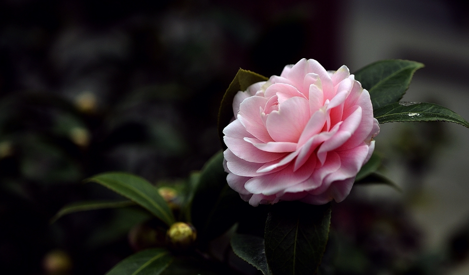 山茶花优美古诗大全（十一首山茶花的诗词）