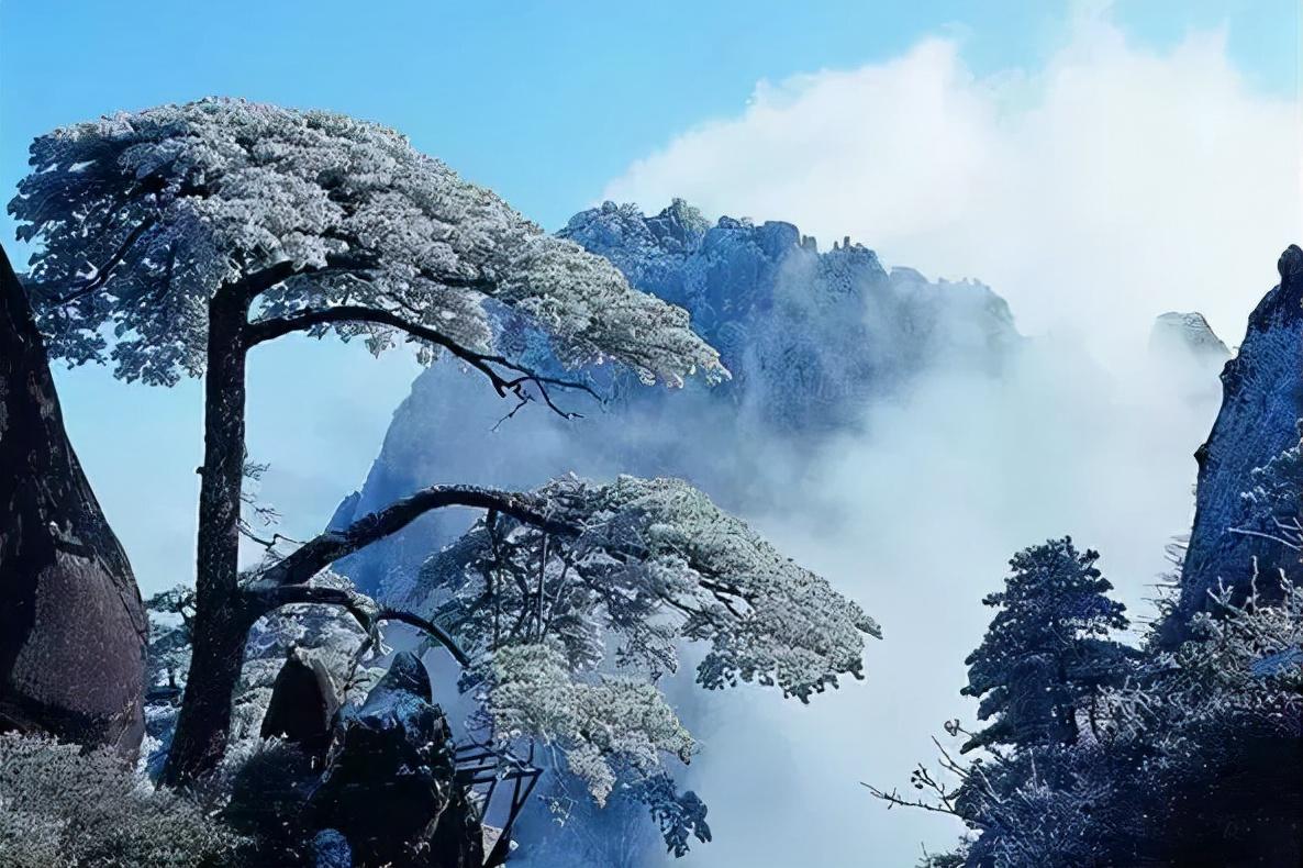 凌风知劲节，负雪见贞心（经典十一首寒松的诗词）