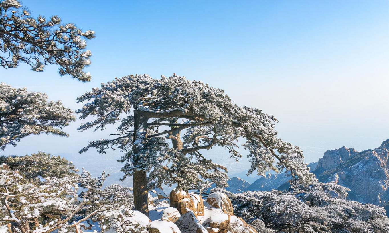 凌风知劲节，负雪见贞心（经典十一首寒松的诗词）