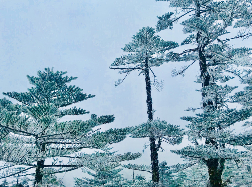 凌风知劲节，负雪见贞心（经典十一首寒松的诗词）