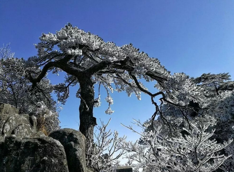 凌风知劲节，负雪见贞心（经典十一首寒松的诗词）