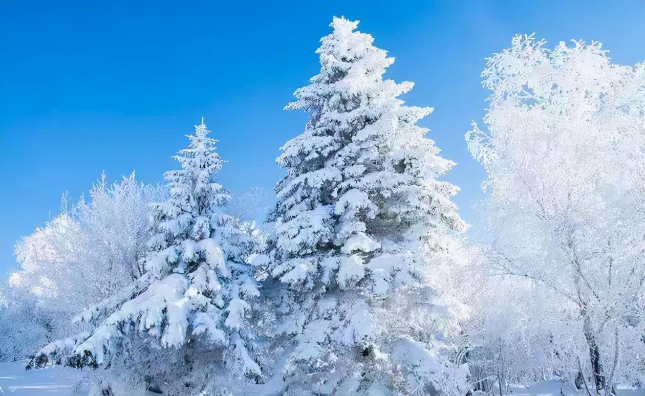 凌风知劲节，负雪见贞心（经典十一首寒松的诗词）