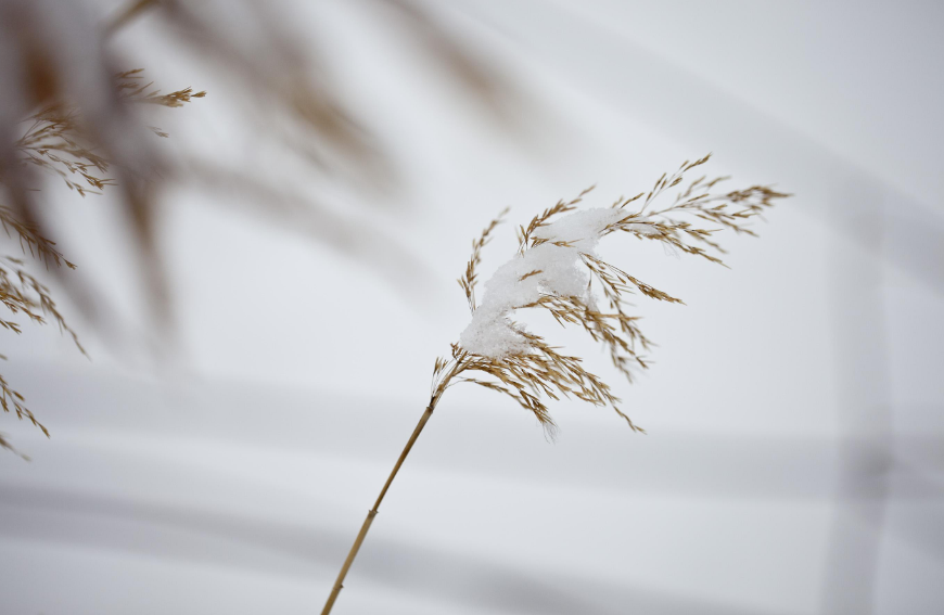 咏雪经典诗词有哪些（十首咏雪的诗词）