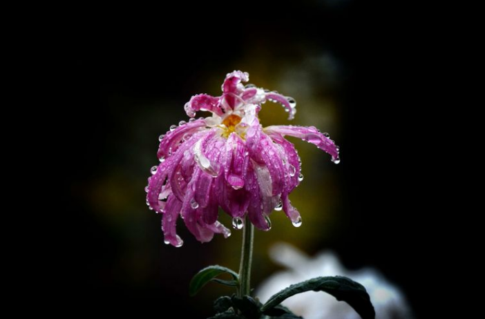 菊花经典诗词大全（八首有关霜菊的诗词）