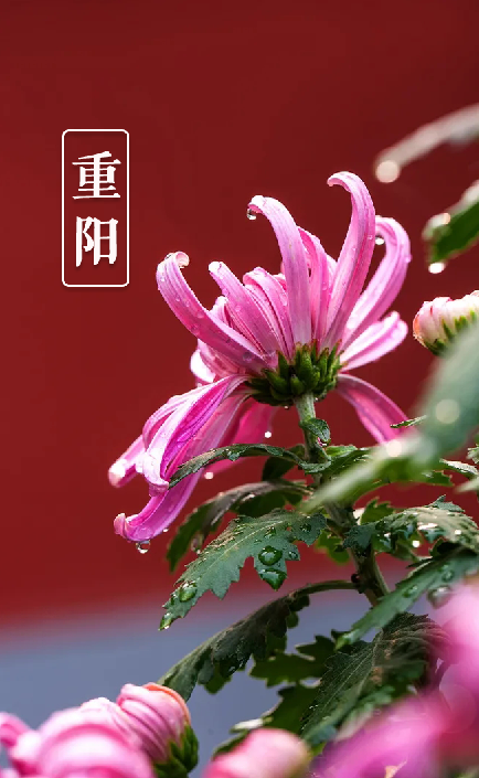 重阳节经典诗词名句（十三首重阳节的诗词）