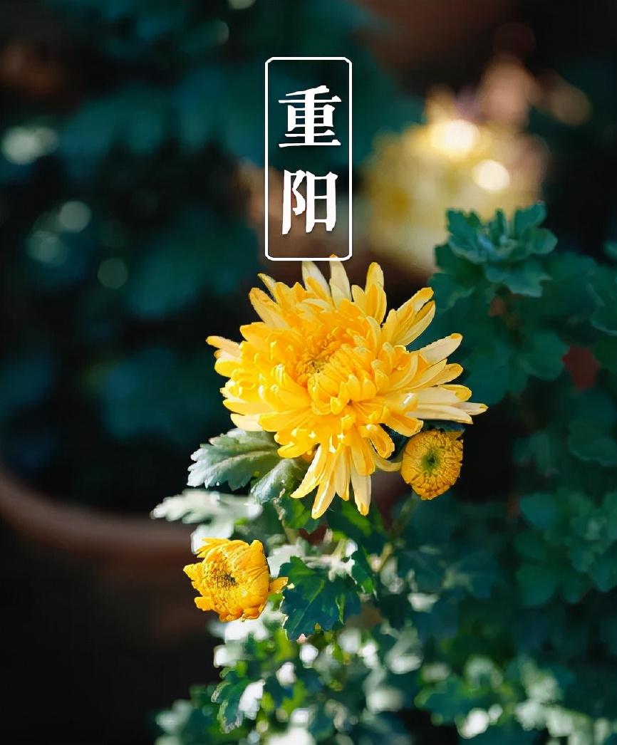 重阳节经典诗词名句（十三首重阳节的诗词）