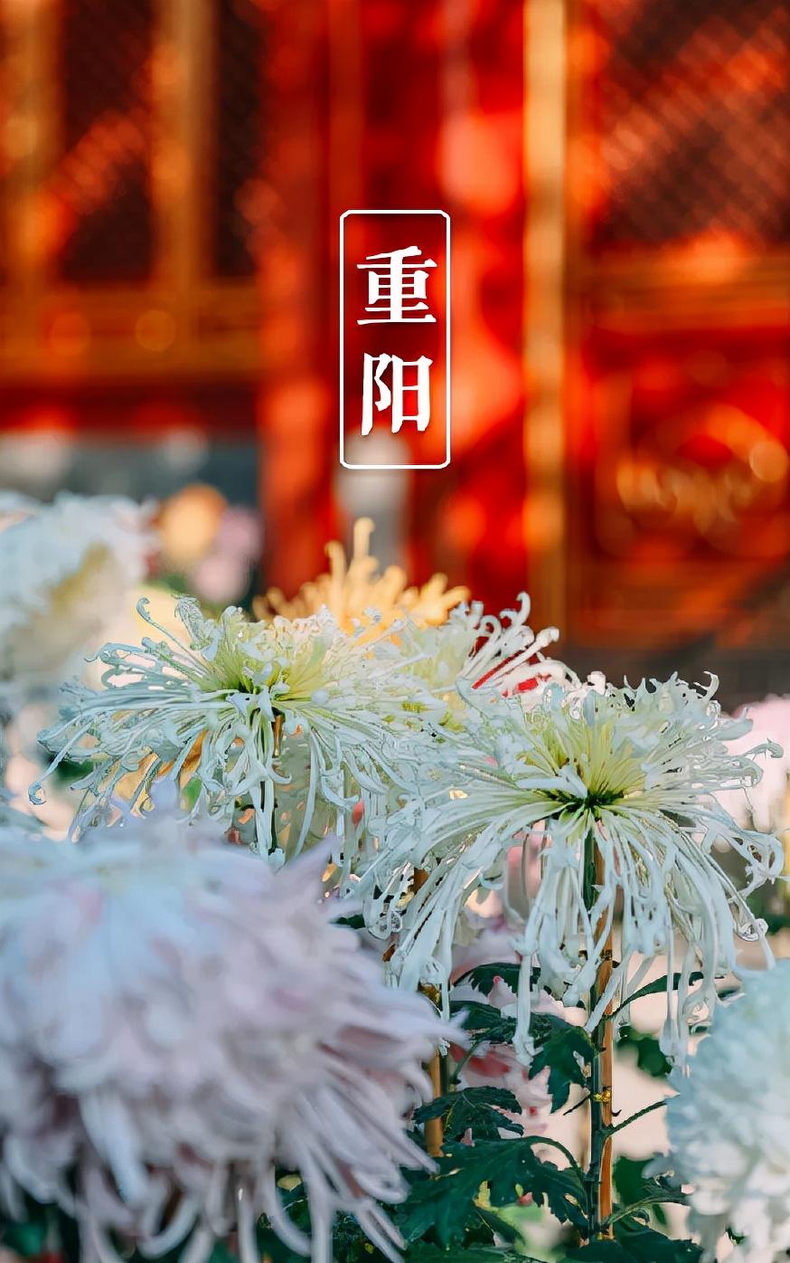 重阳节经典诗词名句（十三首重阳节的诗词）