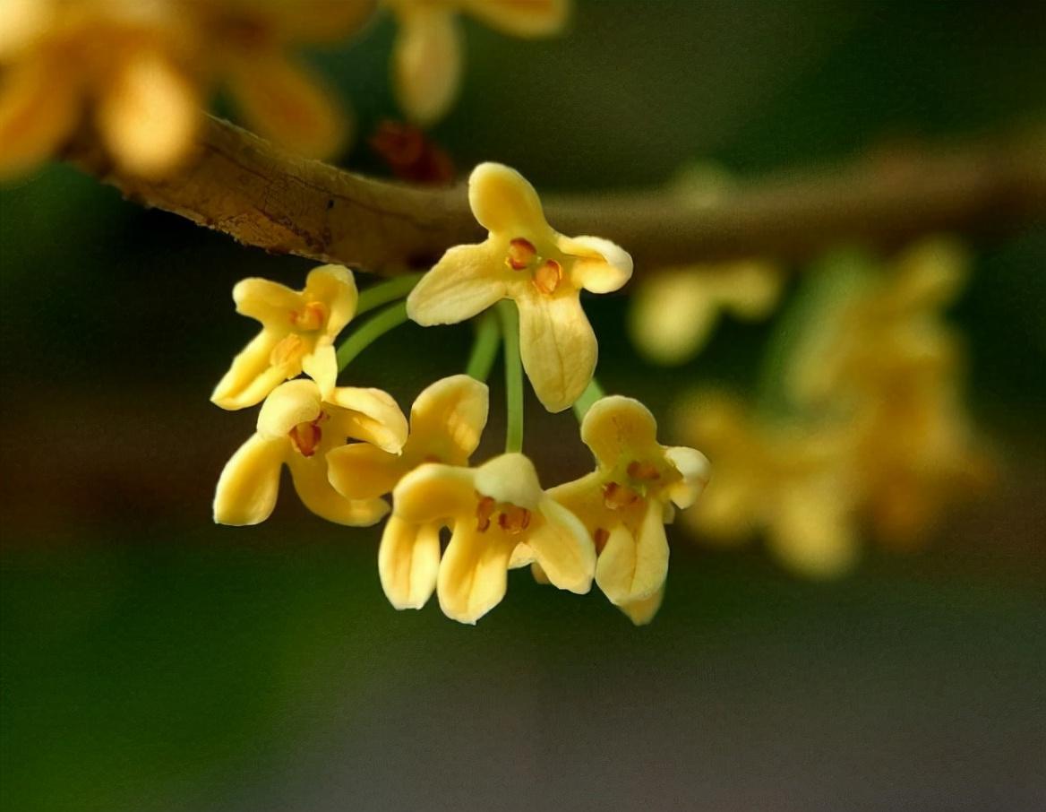 桂花飘香，馥郁如你（十首咏桂花的诗词）