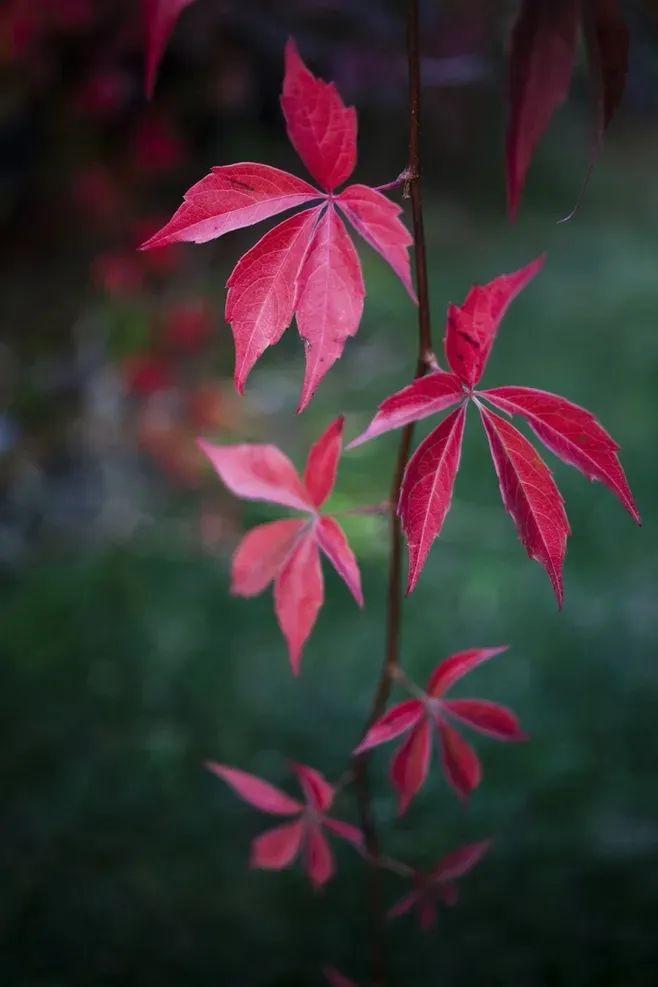 红叶经典诗词有哪些（十五首红叶的诗词）