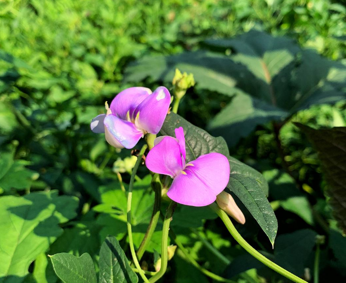 豆花经典诗词大全（十首有关豆花的诗词）