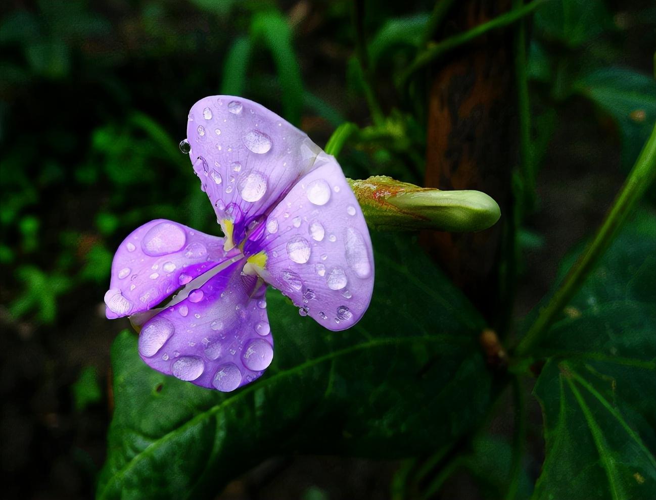 豆花经典诗词大全（十首有关豆花的诗词）