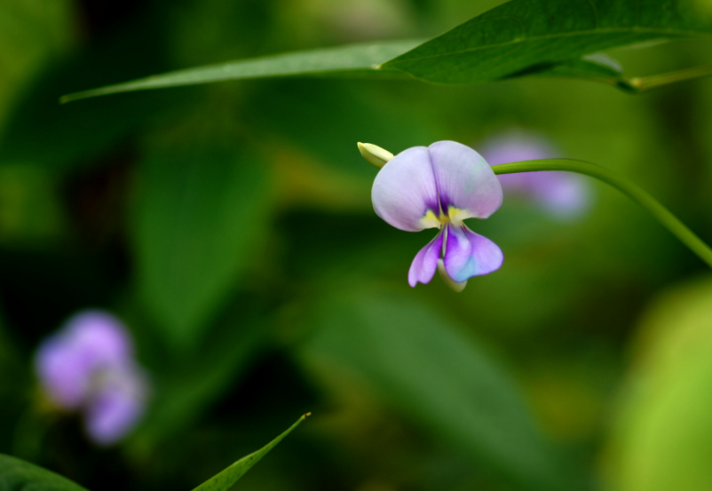 豆花经典诗词大全（十首有关豆花的诗词）