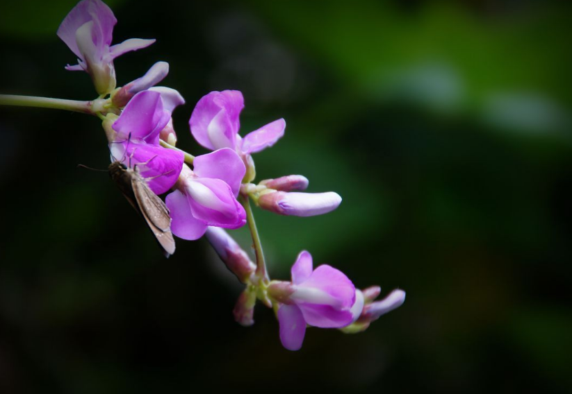 秋花经典诗词有哪些（十二首秋花诗词）