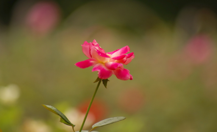 秋花经典诗词有哪些（十二首秋花诗词）