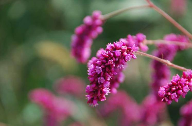 秋花经典诗词有哪些（十二首秋花诗词）