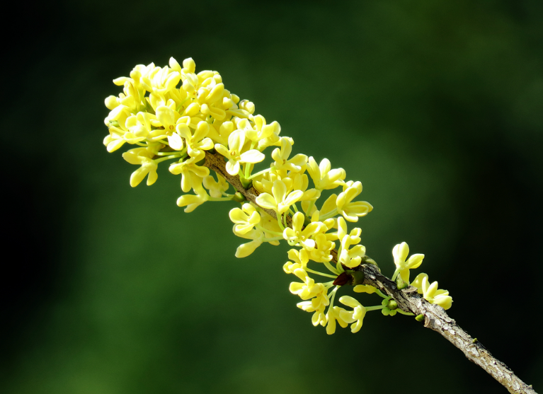 浓香满衣袂，不觉桂花开（十五首桂花的诗词）