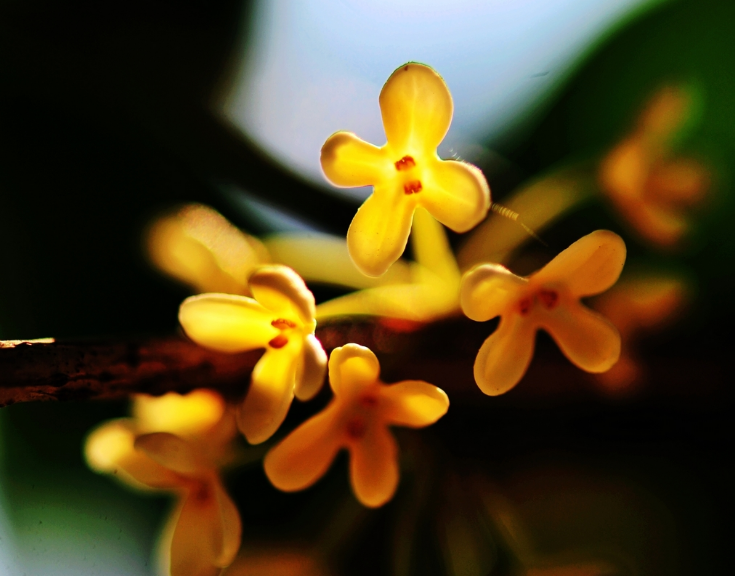 浓香满衣袂，不觉桂花开（十五首桂花的诗词）