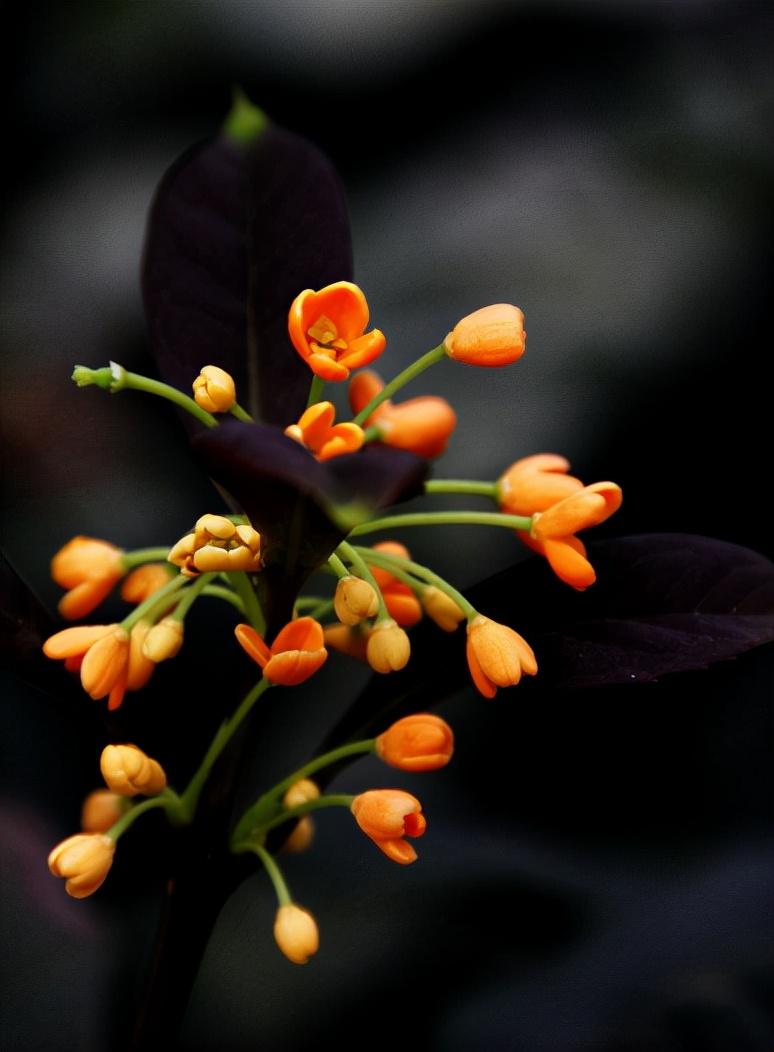 浓香满衣袂，不觉桂花开（十五首桂花的诗词）