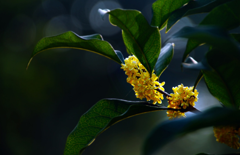 浓香满衣袂，不觉桂花开（十五首桂花的诗词）