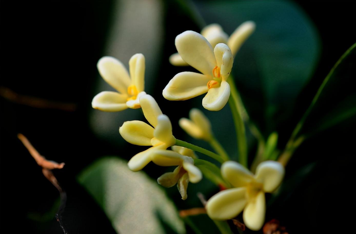 浓香满衣袂，不觉桂花开（十五首桂花的诗词）