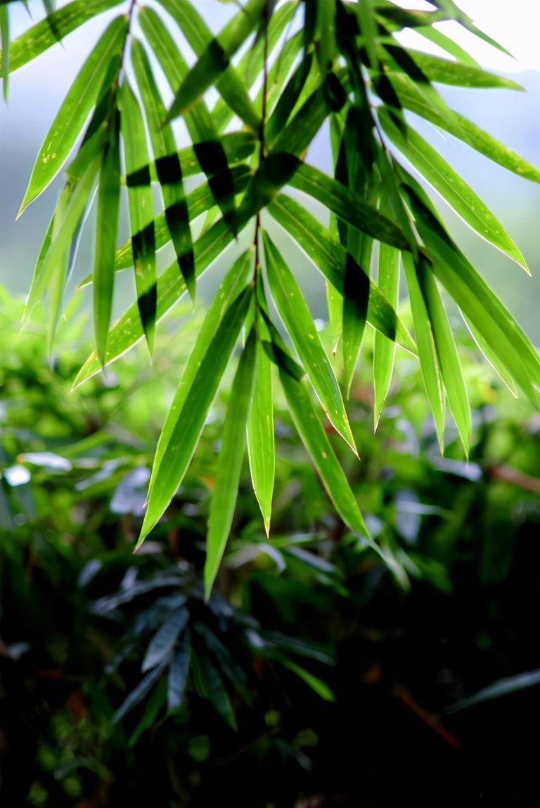 此心只在人心做，说与行人莫误听（十首秋声的诗词）