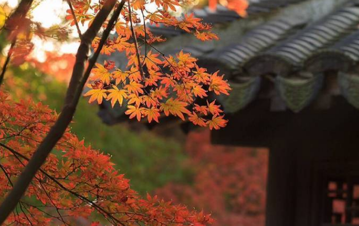 此心只在人心做，说与行人莫误听（十首秋声的诗词）